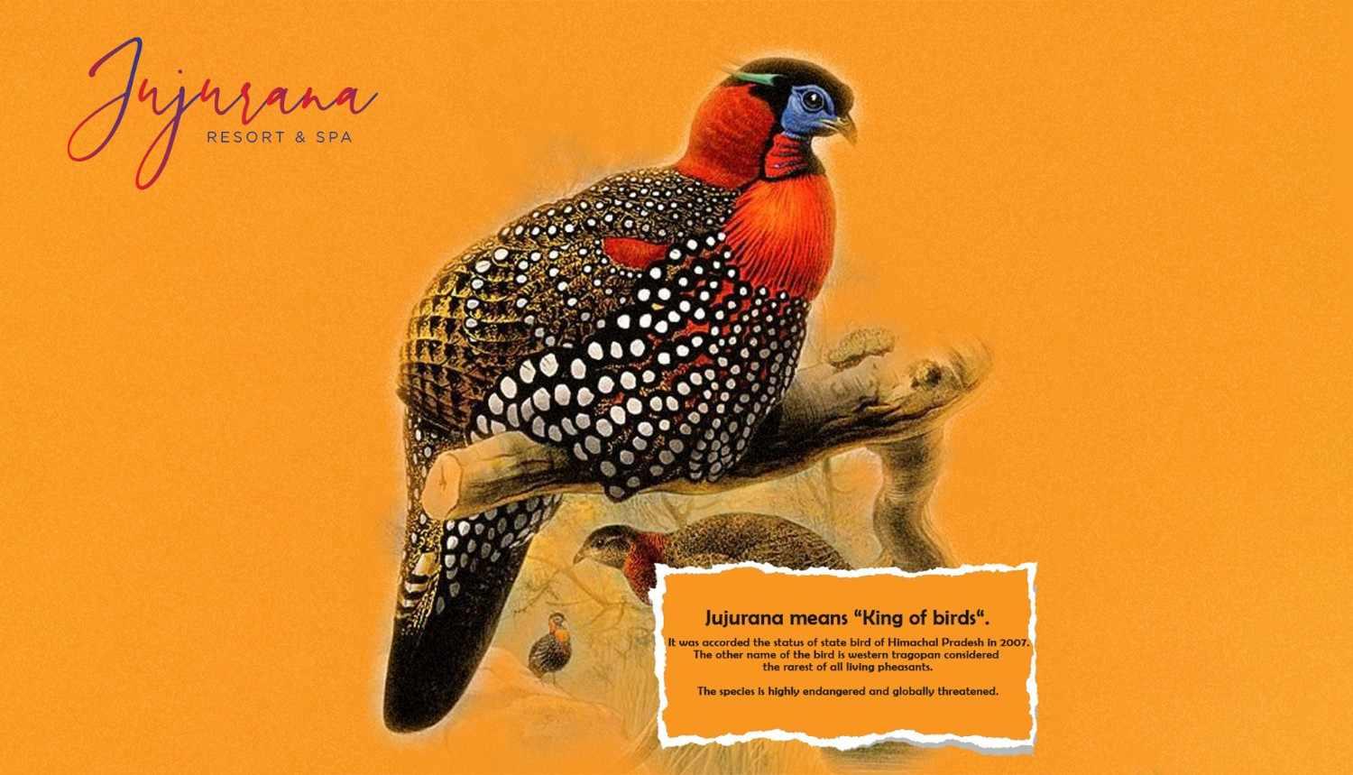 Jujurana Resort & Spa in Dharamshala