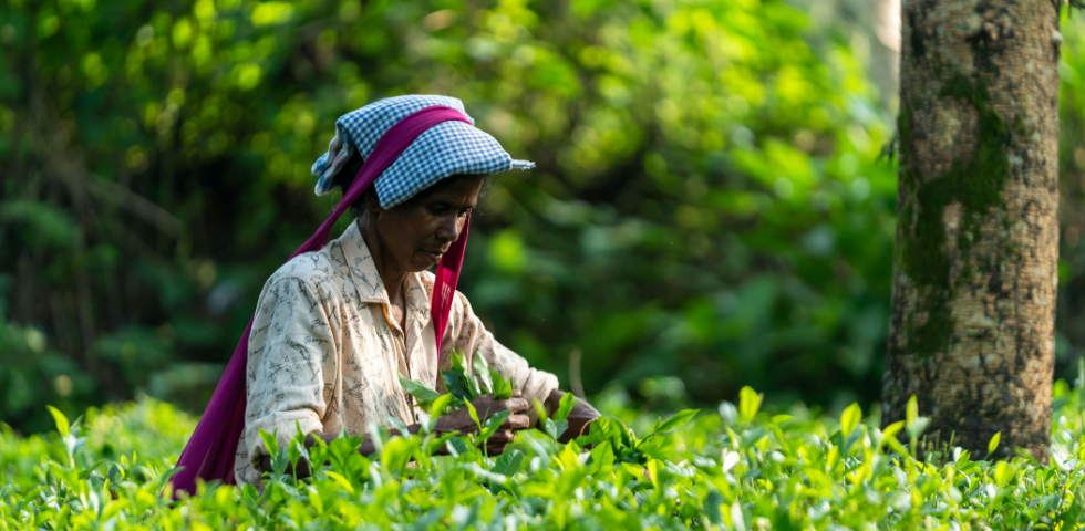 Tea Garden Dharamshala